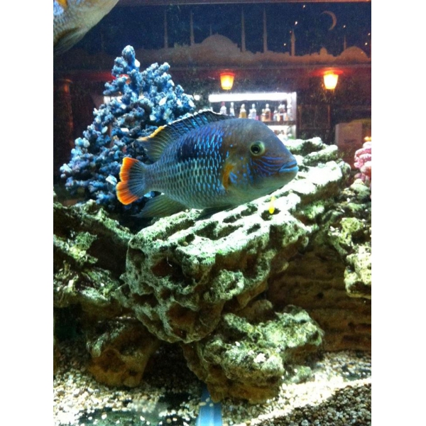 Ресторанный сервис бронирования столиков menu-rest.com - Интерьер ресторана "Лагман"