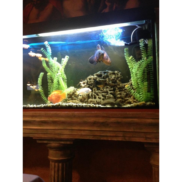 Ресторанный сервис бронирования столиков menu-rest.com - Интерьер ресторана "Рио-Грандэ"