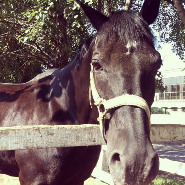 Ресторанный сервис бронирования столиков menu-rest.com - Интерьер ресторана "Ипподром"