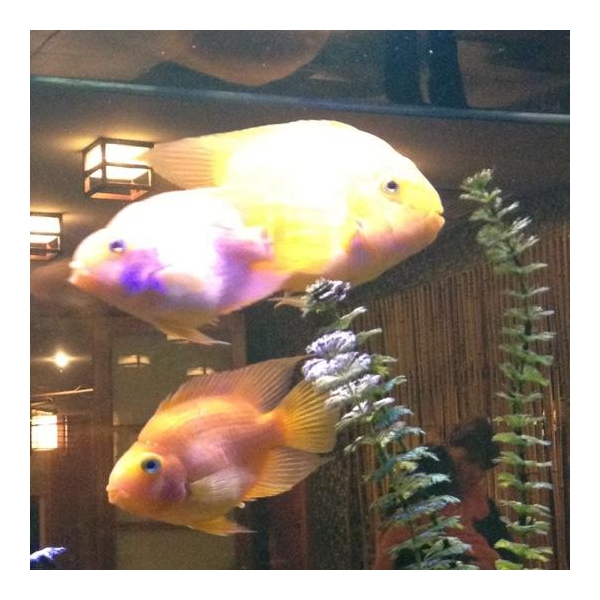 Ресторанный сервис бронирования столиков menu-rest.com - Интерьер ресторана "Якитория"